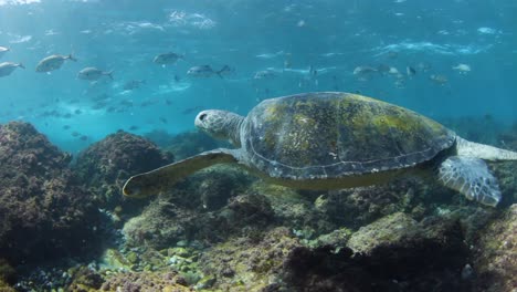una tortuga nadando en aguas poco profundas mientras bancos de peces plateados nadan bajo la luz del sol