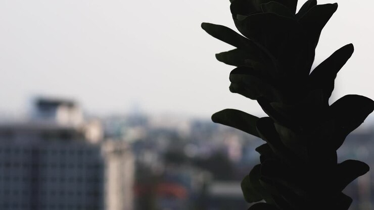 Silhouette of fiddle fig with city background