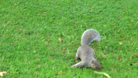 Süßes-Eichhörnchen,-Das-Auf-Gras-Läuft
