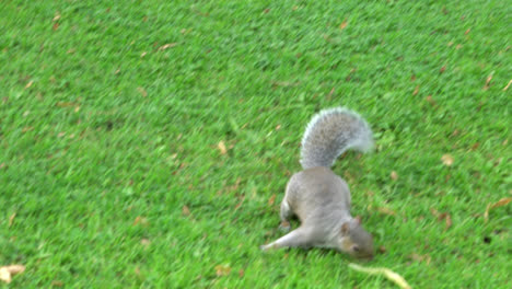 linda ardilla corriendo sobre la hierba