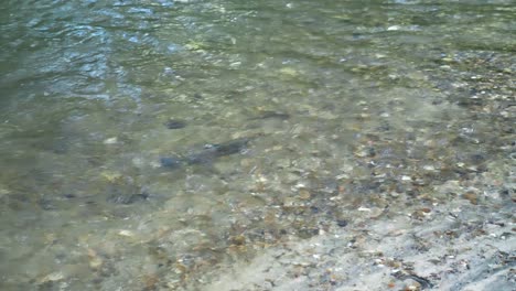 peces de trucha arco iris que desovan en un agua clara que fluye de un río durante la primavera