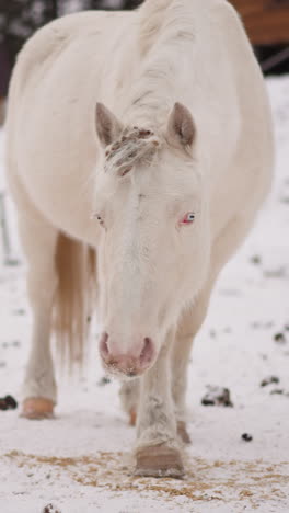 white and brown horses eat fresh food scattered on cold snow near stable. purebred domestic animals graze in snowy area of gorny altai closeup