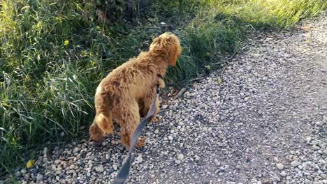 walking with cute labradoodle on sunny dike in 's-gravenpolder, zeeland, netherlands