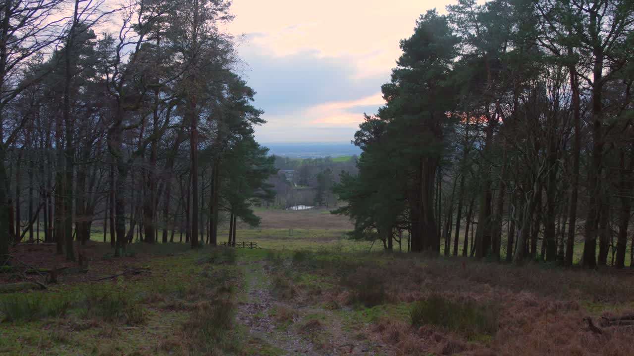 bosques de árboles de coníferas divididos por senderos de campo en el paisaje inglés