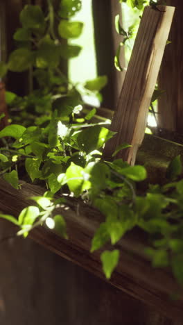 green ivy growing on a wooden plank in sunlight