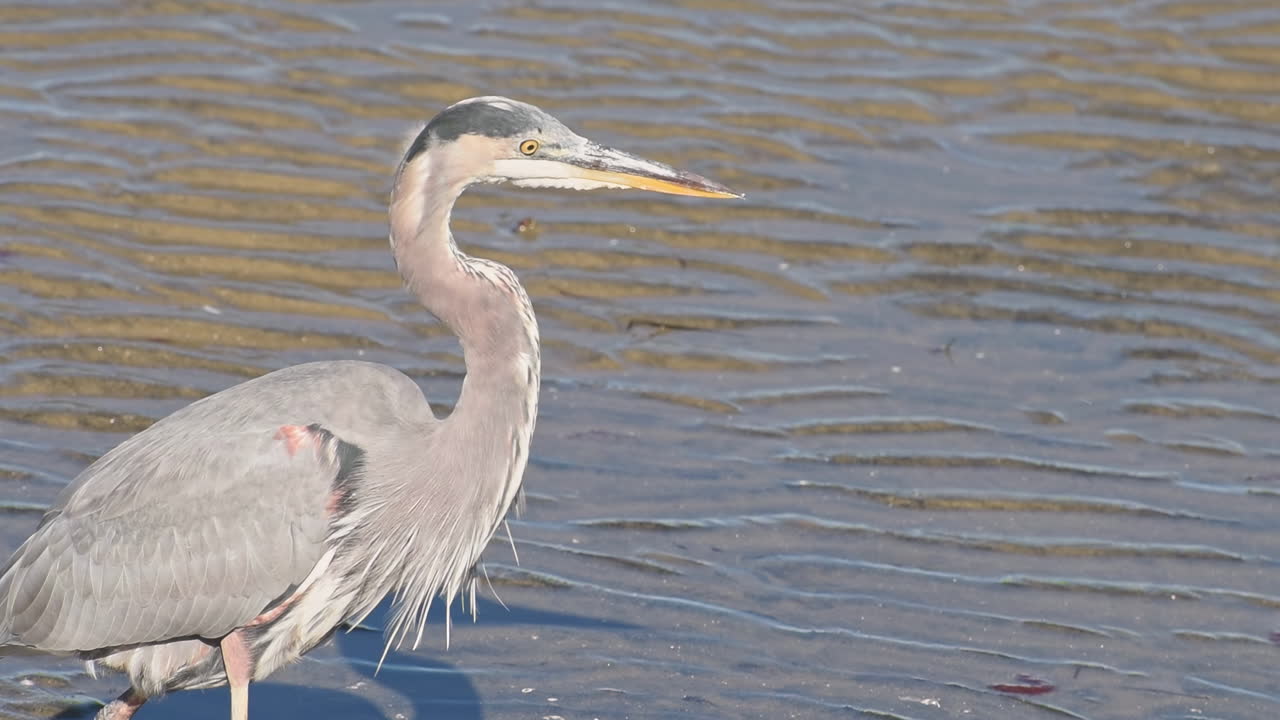 A bird watching a stone at the seashore . Close up . Sunny day