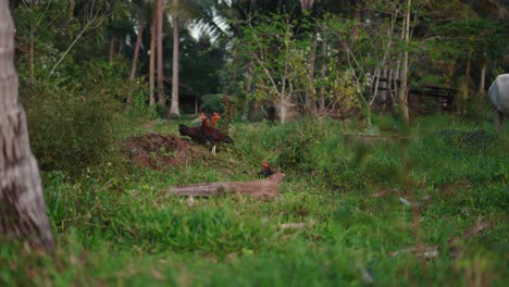 chickens and cows in a tropical farm