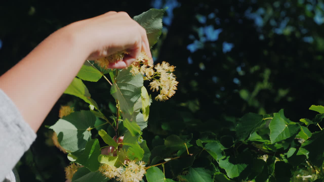 Mani femminili raccolgono fiori di tiglio per una tisana salutare e curativa.