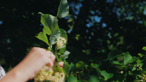 Weibliche-Hände-Pflücken-Lindenblüten-Für-Gesunden-Heiltee