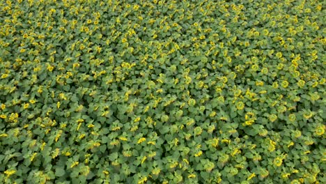 Aerial-Over-Field-Of-Sunflowers.-Dolly-Forward