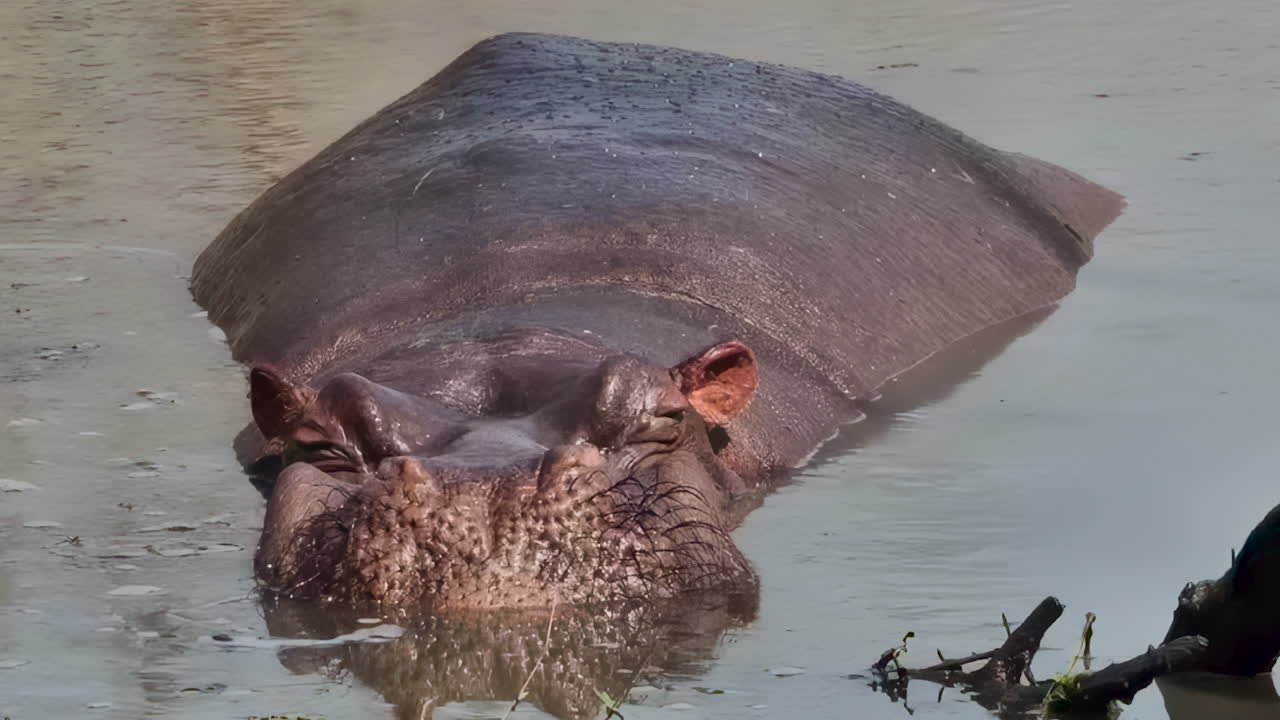 Ippopotamo in acqua