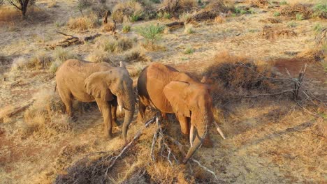 great drone aerial over a two beautiful african elephants on the savannah in africa on safari in erindi park namibia 3