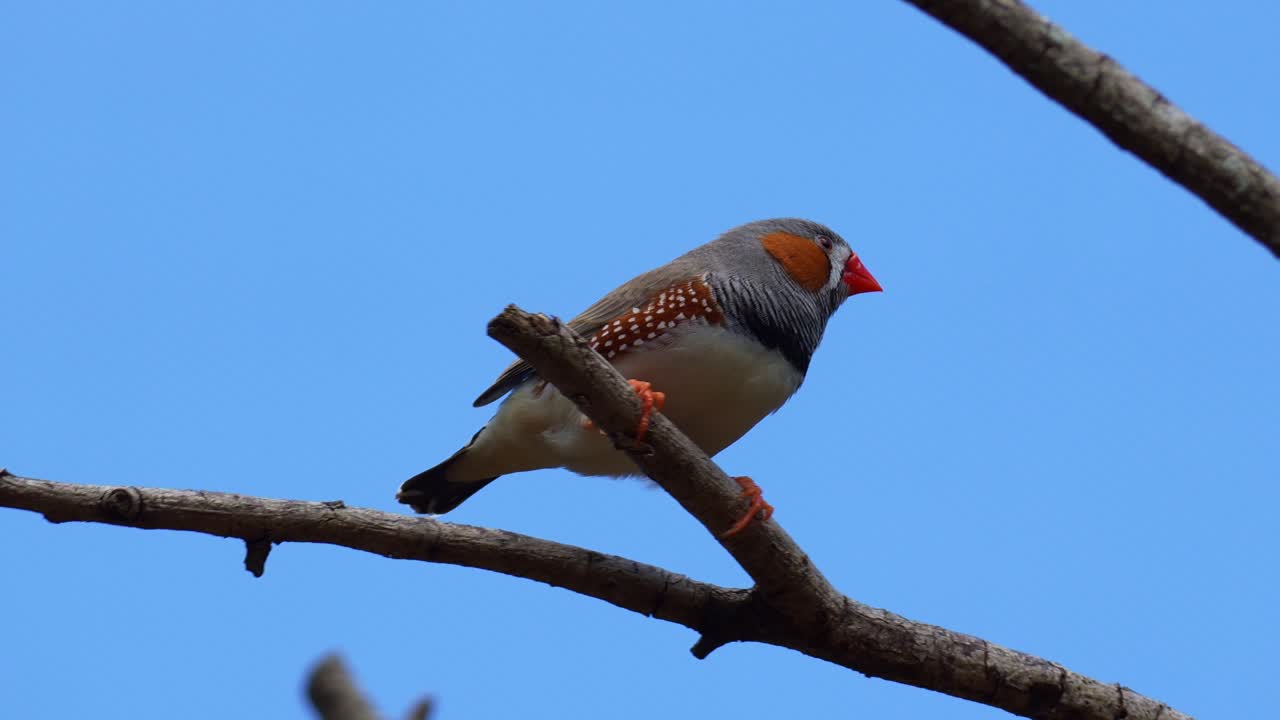 Et par zebrafinker (Taeniopygia guttata) sidder på en gren mod en klar, blå himmel, nærbillede