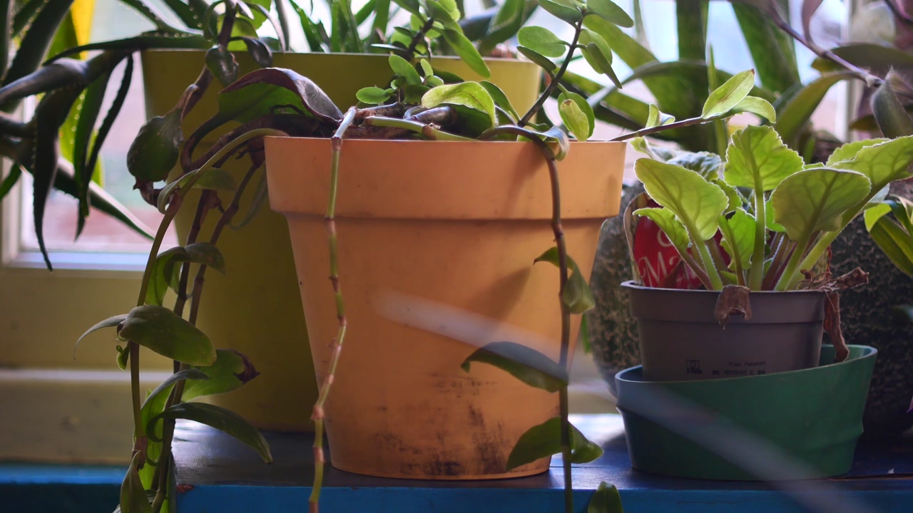 Green Potted Plants on a Windowsill with Sunlight