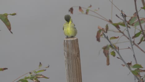 yellow bellied bird close up