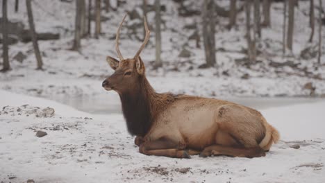 bull elk resting on snow in winter in quebec, canada