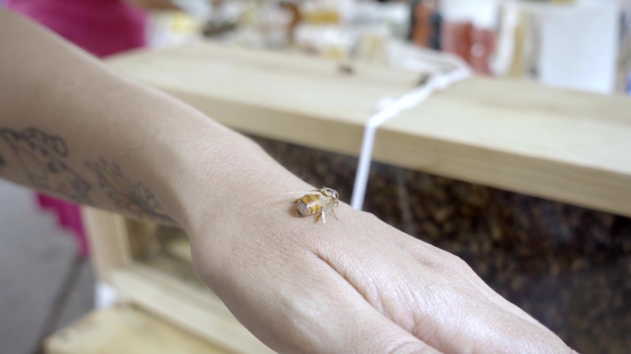Primer plano de la mano de una persona con una abeja posada en la piel cerca de un tatuaje. Panales y equipo de apicultura son visibles al fondo durante la producción de miel.
