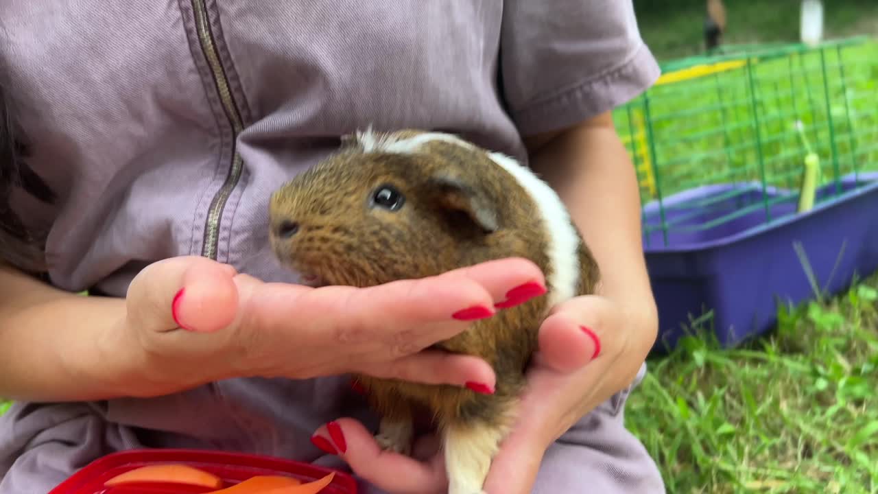 기니피그 를 먹이는 사람