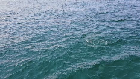 Watching-Pod-Of-Atlantic-White-sided-Dolphins-Swimming-In-The-Ocean