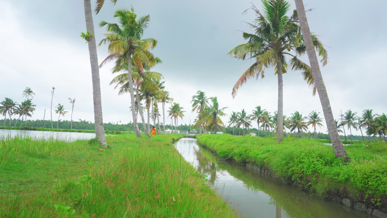 A canal flowing through a coconut grove , Rain filled canals , Shot that pans down from the sky, rainy season