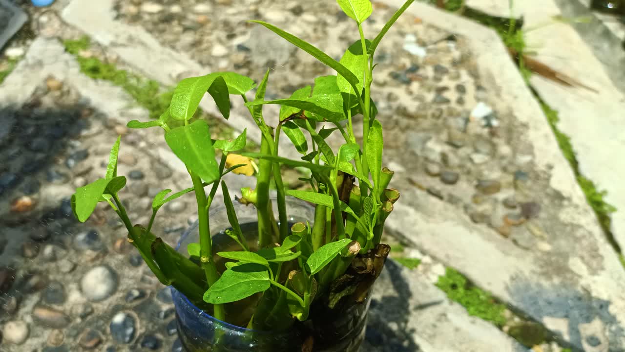 근처에 있는 식물에 물을 뿌리는 것