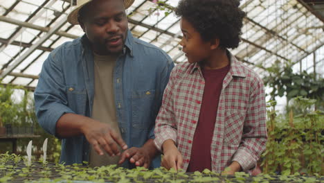 african american father and son working in greenhouse farm