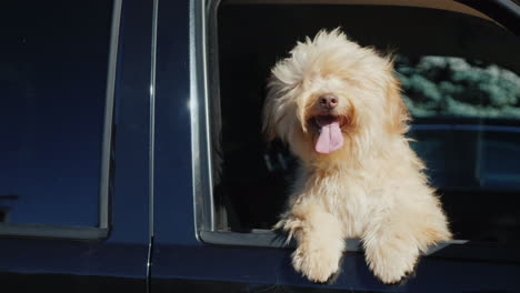 dog waits for owner in car