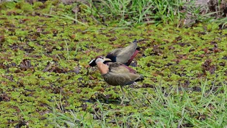 Bronzegeflügelter-Jacana,-Metopidius-Indicus