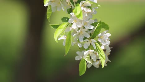 pequeños insectos se alimentan de las flores florecientes del árbol de la manzana