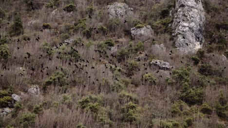 Schwarm-Krähen,-Die-Im-Winter-Zusammen-über-Den-Berg-Fliegen,-Gruselige,-Atmosphärische,-Stimmungsvolle-Aufnahmen-Von-Wildtieren-Und-Der-Natur