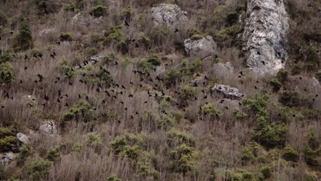 bandada de cuervos volando juntos sobre la montaña en invierno, espeluznante tiro de humor atmosférico vida silvestre naturaleza