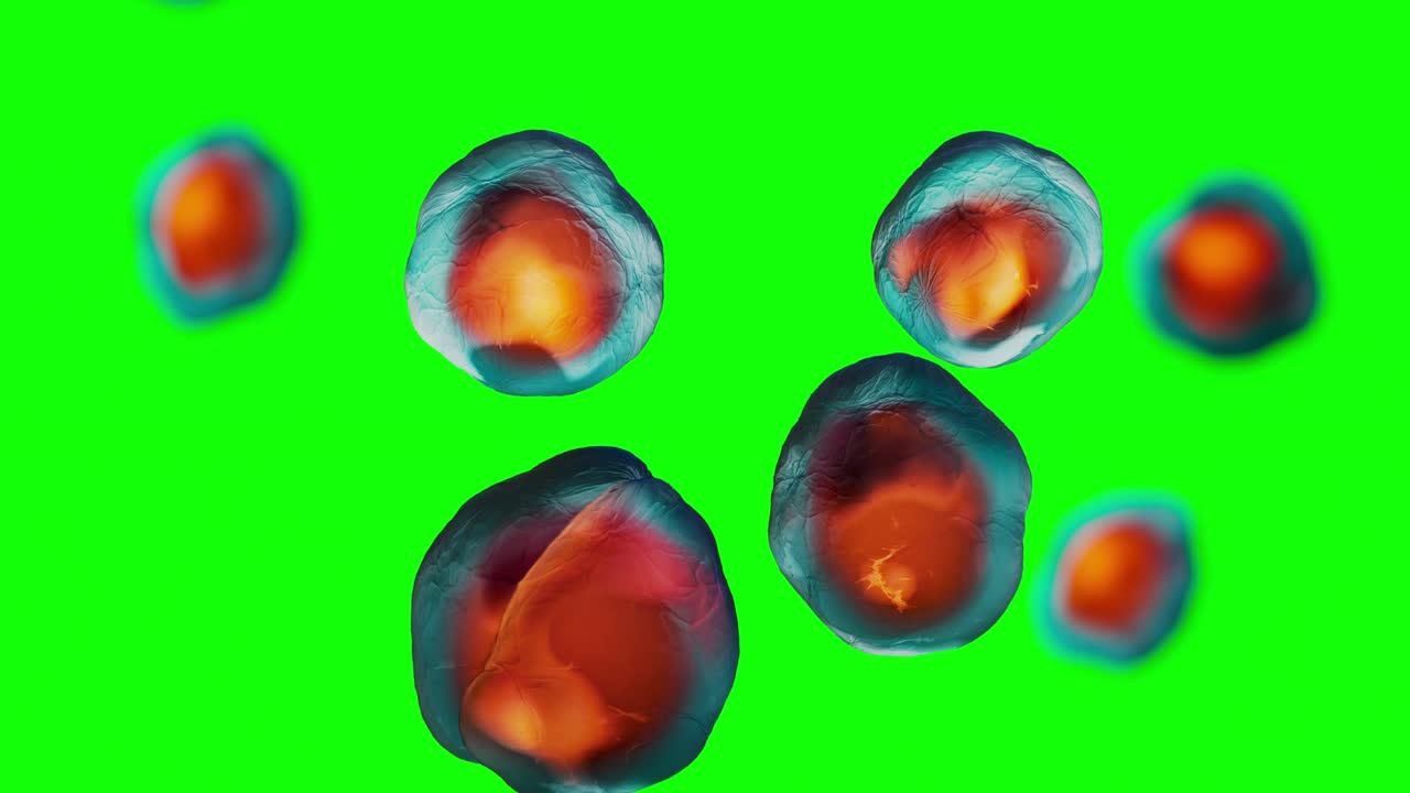 green screen animation of bacteria cell division under microscope
