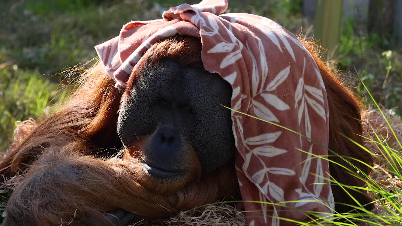 orangután relajándose con un paño en la cabeza