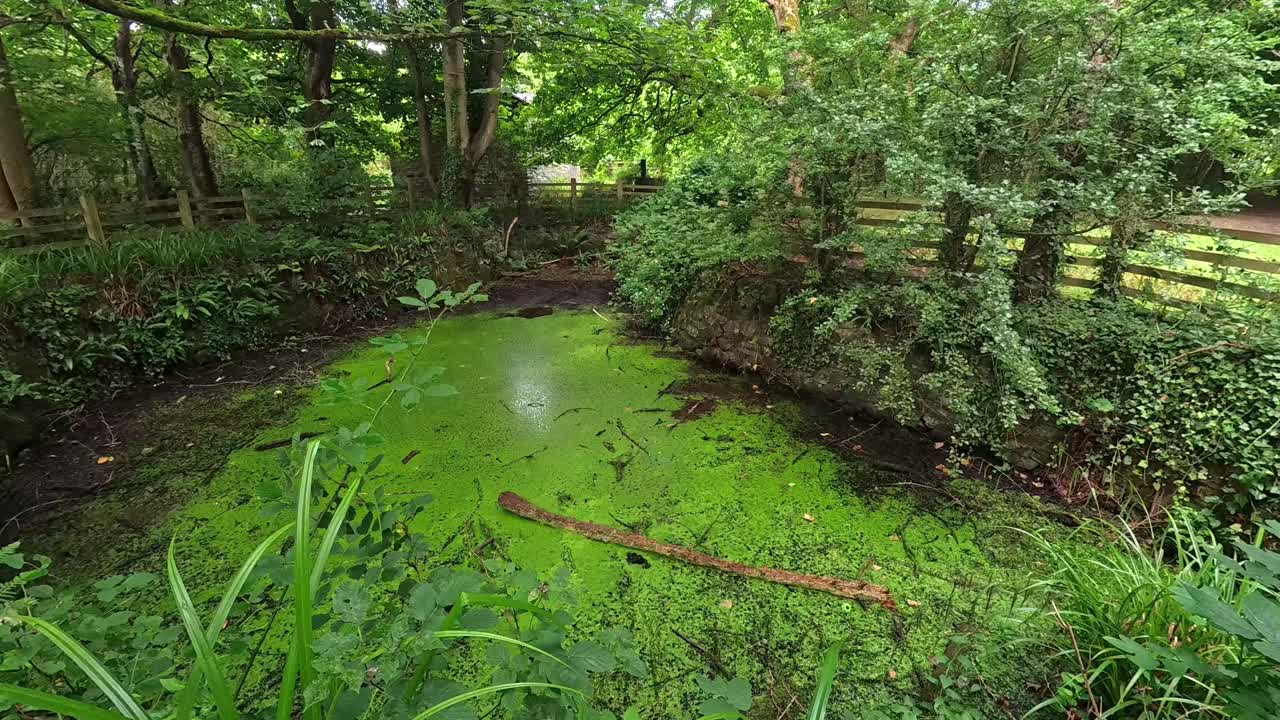Idyllic countryside woodland pond covered in fresh green algae surrounded by wooden fence boundary