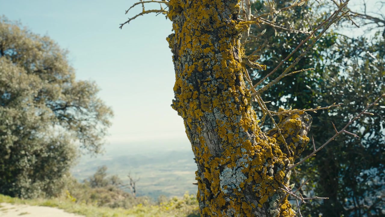 Un tronco d'albero stagionato ricoperto di vivido lichene giallo si erge contro uno sfondo di campagna leggermente sfocato, creando un dettaglio naturale riccamente strutturato con carattere organico.