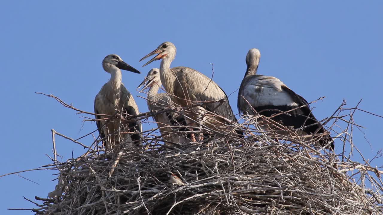 Famiglia di cicogne selvatiche, madre e giovani pulcini nel nido, primo piano
