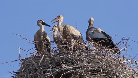 wild stork family, mother and young ciconia birds in nest, close up