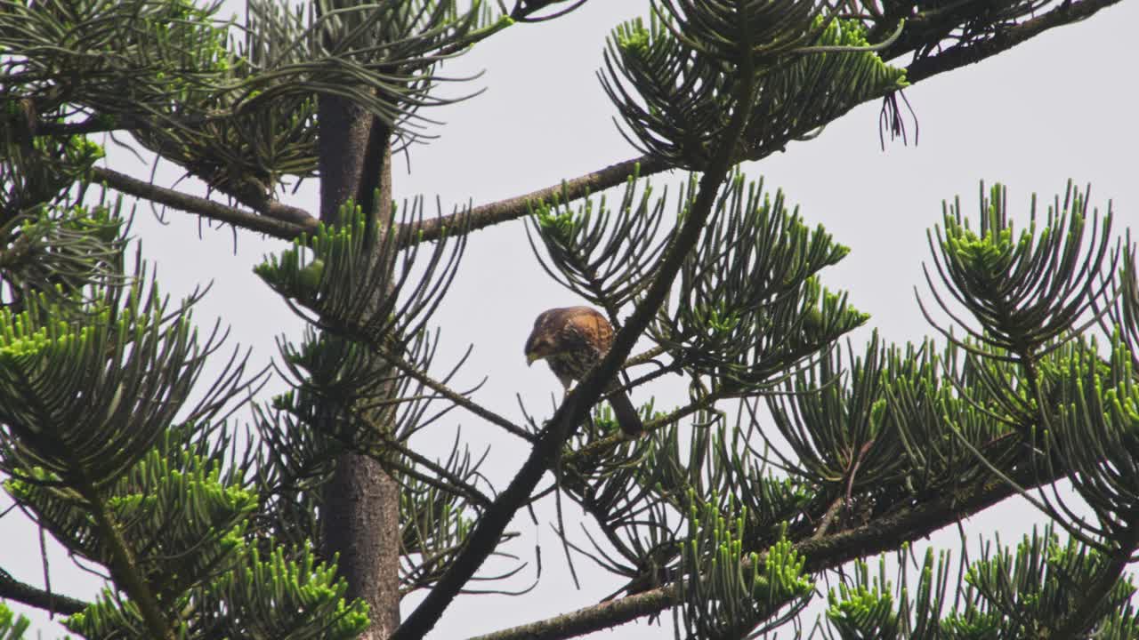 Bird of prey perched on Araucaria tree, calm scene, possibly a gallinazo species