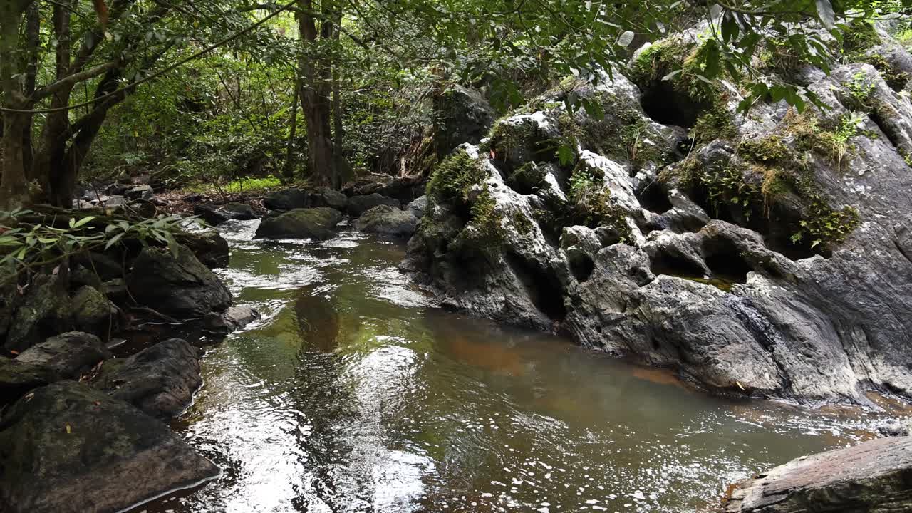 un suave arroyo de agua a través de un bosque sereno