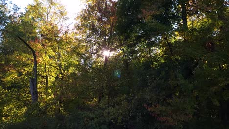 Detail-of-solar-flare-between-trees