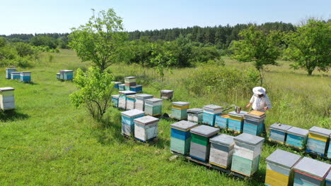 bee-garden in summer. beekeeper works on the apiary near the wooden beehives on beautiful green nature background. camera rising up.