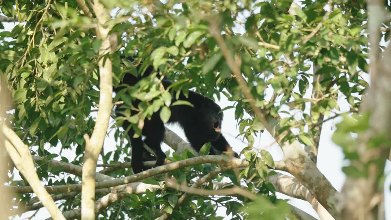 A howler monkey climbs through dense branches and green leaves in the upper canopy of the tropical rainforest in Tikal, Guatemala.