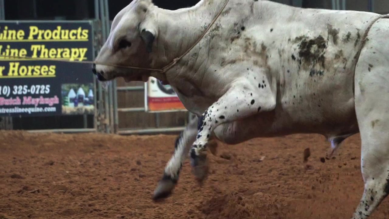 Touro à solta no Texas