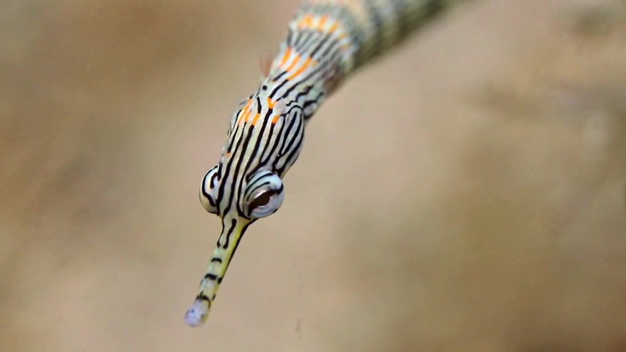 Filmato macro 4K di un pesce ago reticolato che nuota sopra la barriera corallina nello Stretto di Lembeh, Indonesia