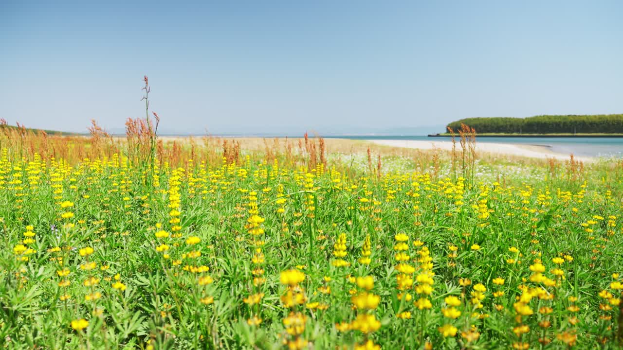 카시와바라 해안에서 바람에 흔들리는 루핀