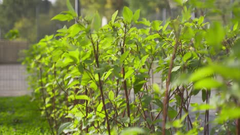 close-up of lush green bushes