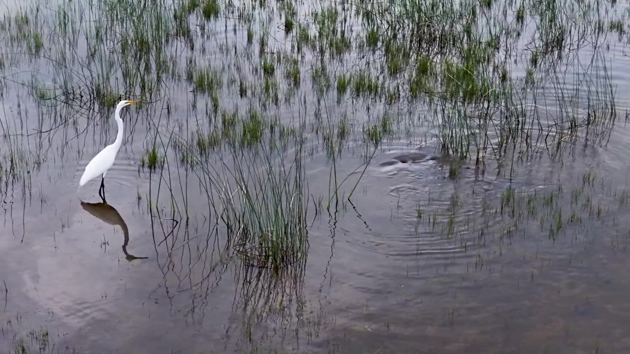 Un candido airone bianco maggiore guada l'acqua riflettente della palude tra canne ed erbe verdi