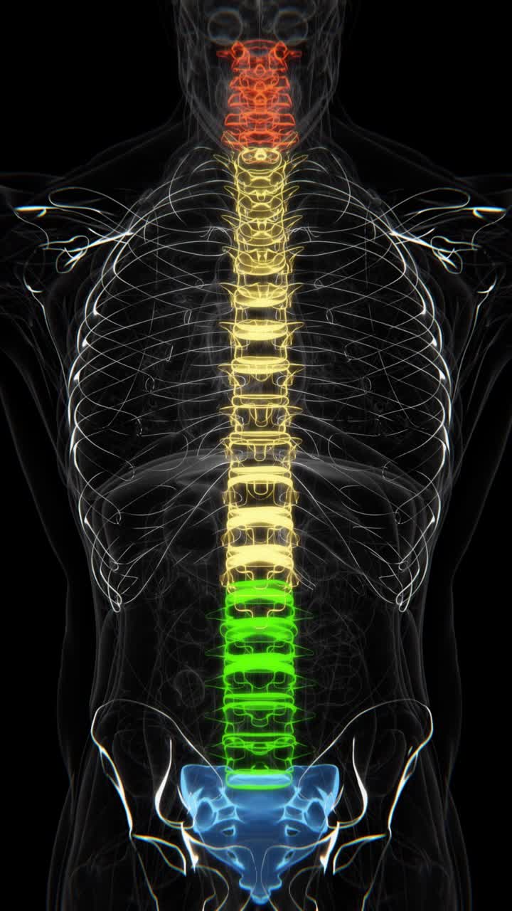 Spine and Intervertebral Disc Anatomy X-Ray Vertical video in HD | Human Spinal Cord Anatomy x-ray vertical video in HD