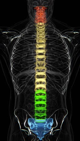 spine and intervertebral disc anatomy x-ray vertical video in hd | human spinal cord anatomy x-ray vertical video in hd