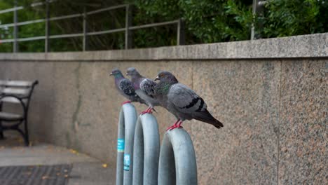 palomas en el muelle de la ciudad de nueva york